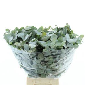 Eucalyptus cinerea