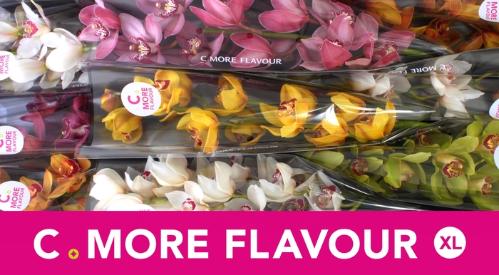 Cymbidium grootbloemig per tak gemengd