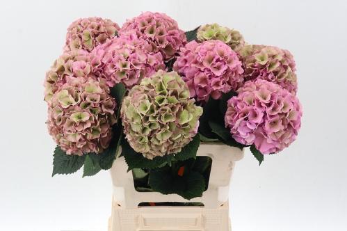 Hydrangea macrophylla Royal Palace (classic)