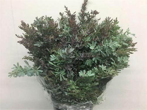 Eucalyptus overig blad
