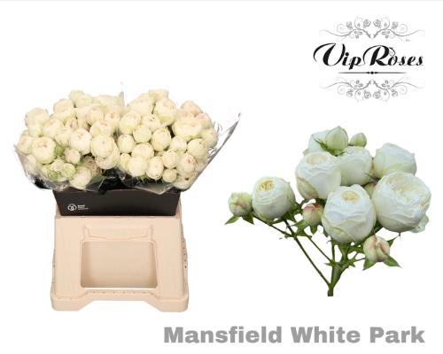 Rosa tros Mansfield White Park