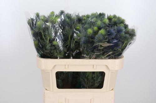 Eryngium Supernova Questar
