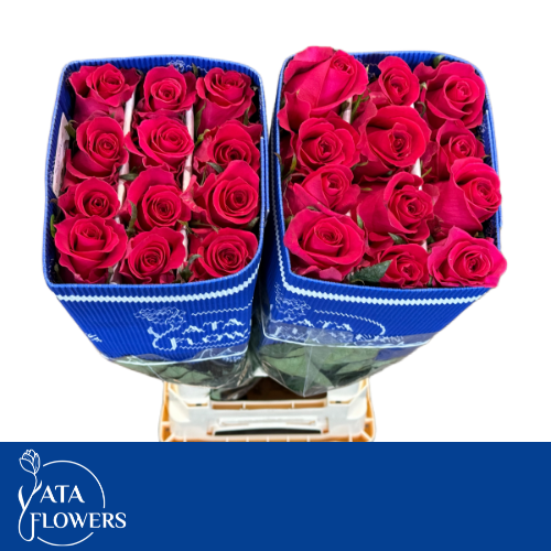 Rosa kleinbloemig Gotcha