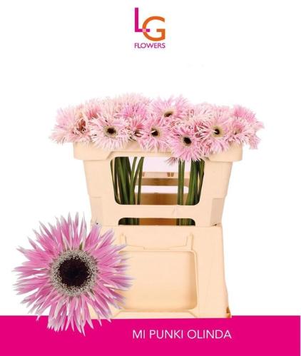 Gerbera mini spinvormig Punki Olinda