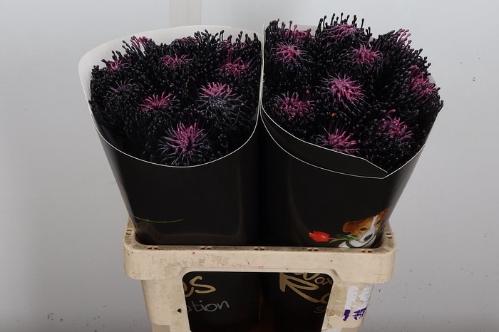 Leucospermum overig