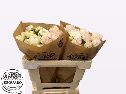 Rosa tros Grandma's Finest Romy