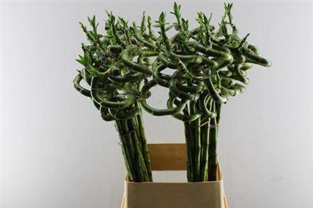 Dracaena sanderiana Lucky Bamboo