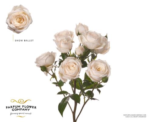 Rosa tros overig