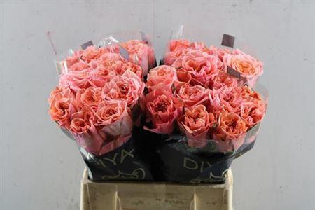 Rosa grootbloemig Blushing Reeva
