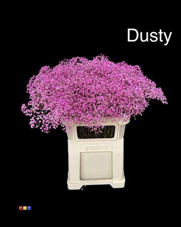 Gypsophila overig kleurbehandeld H%