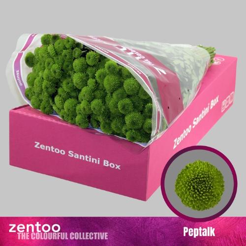 Chrysanthemum (Indicum Grp) tros santini AAA Peptalk