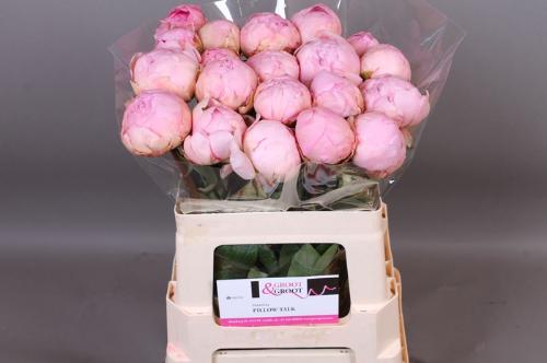 Paeonia Lactiflora Grp 'Pillow Talk'