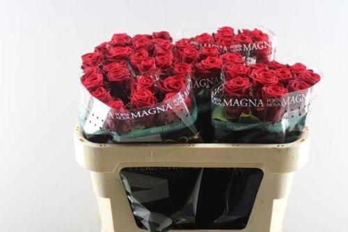 Rosa grootbloemig Red Naomi!