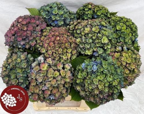 Hydrangea macrophylla Royal Kiss (classic)