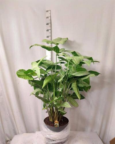 Overig planten 6%