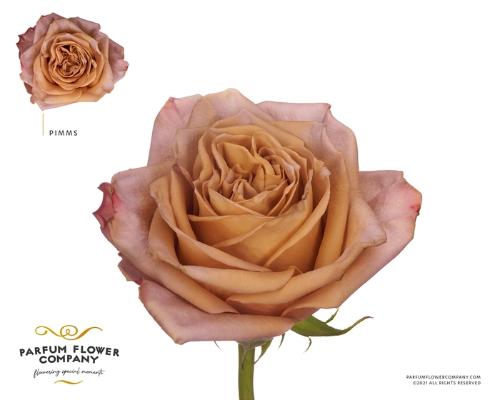 Rosa grootbloemig Pimms