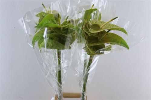 Anthurium (Andreanum Grp) Olivius