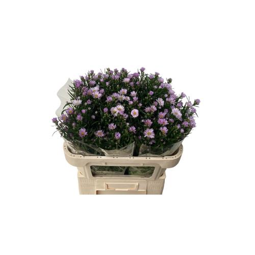 Aster Universum Grp 'Claudia'