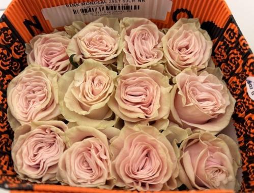 Rosa grootbloemig Pink Mondial