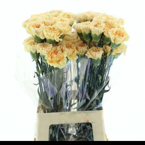 Dianthus standaard 'Crimea'