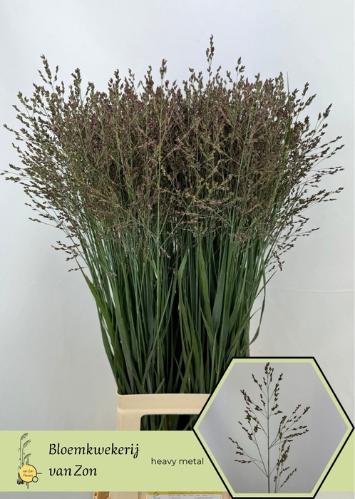 Panicum virgatum 'Heavy Metal'