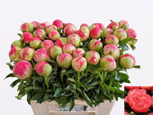 Paeonia Lactiflora Grp 'Coral Sunset'