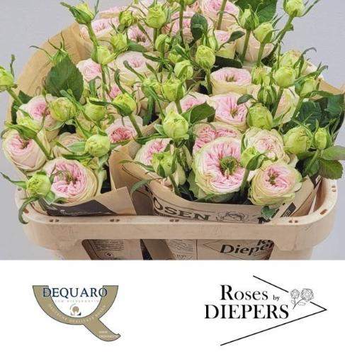 Rosa tros Ballerina Summerhouse