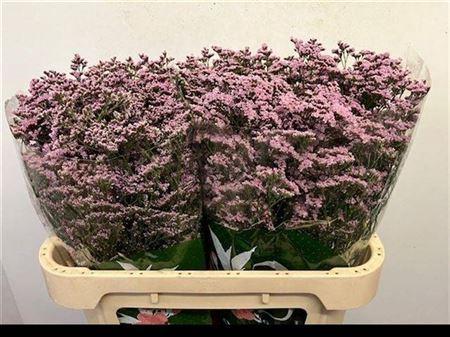 Limonium Safora Oshi Pink
