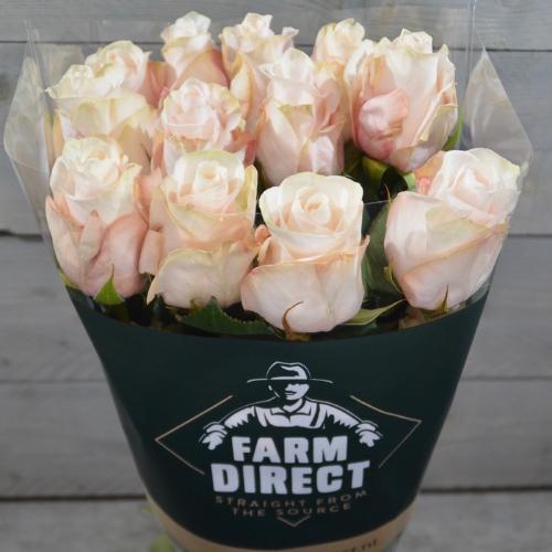 Rosa grootbloemig Pomarosa