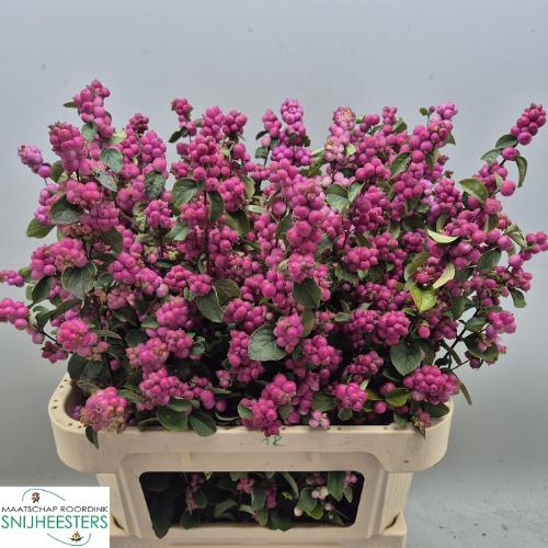 Symphoricarpos Magical Temptation