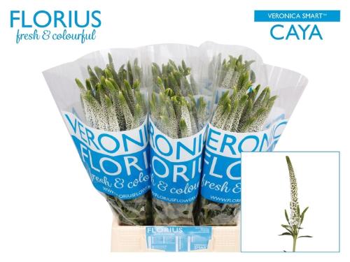 Veronica 'Caya'