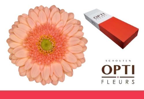 Gerbera mini Ice Cream