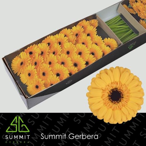 Gerbera mini Tweety