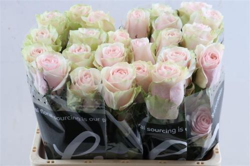 Rosa grootbloemig Frutteto