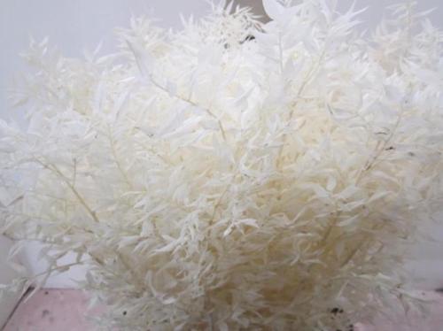 Ruscus kleurbehandeld H%