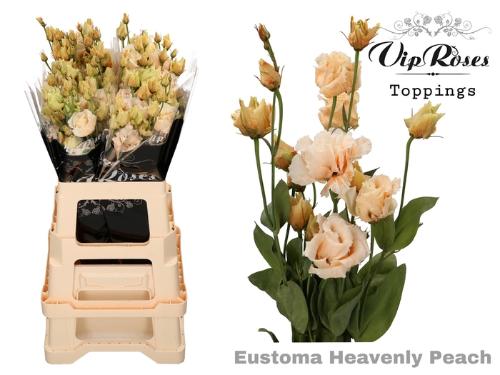 Eustoma russellianum gevuldbloemig kleurbehandeld H%
