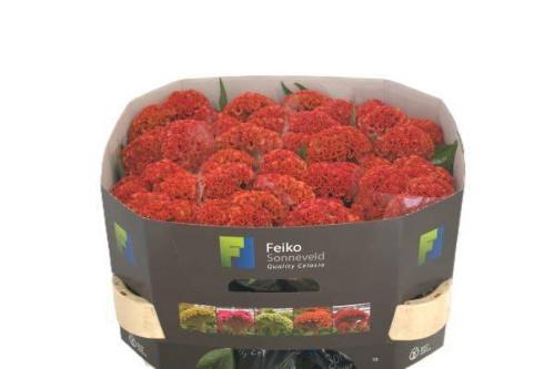 Celosia argentea (Cristata Grp) 'Reprise Orange'