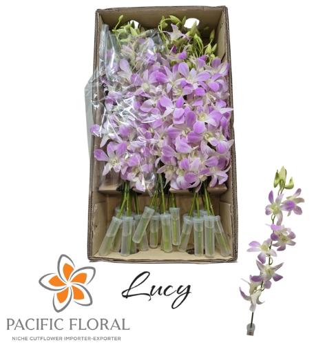 Dendrobium overig