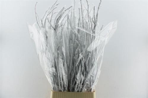 Betula kleurbehandeld H%