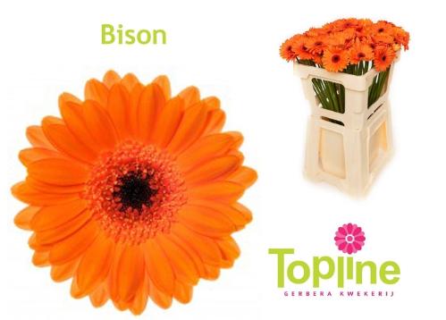 Gerbera mini 'Bison'