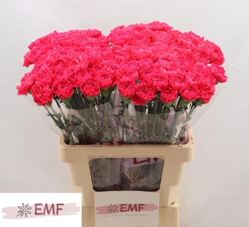 Dianthus standaard 'Cervantes'