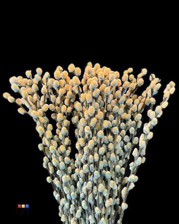 Salix H%