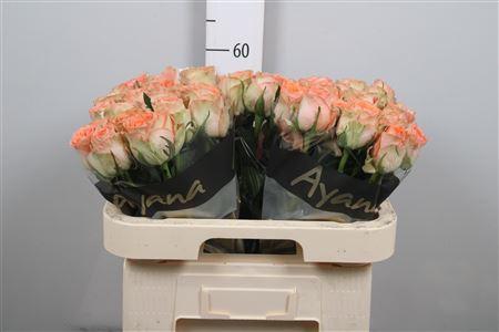 Rosa grootbloemig Barbarella