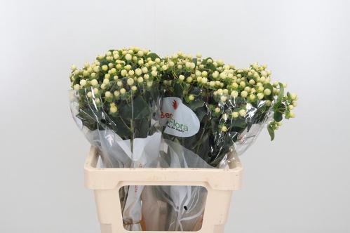 Hypericum x inodorum Magical Snowprince