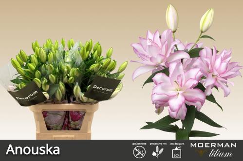 Lilium (Oriental Grp) dubbel Roselily Anouska