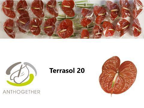 Anthurium Andreanum Grp Terrasol