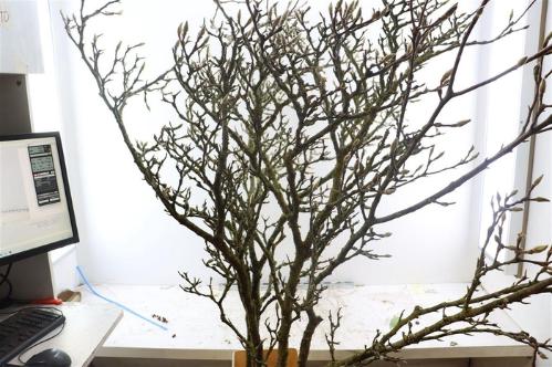 Magnolia grandiflora