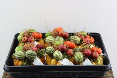 Cucurbita pepo