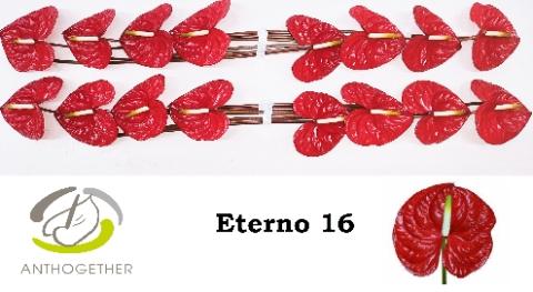 Anthurium Andreanum Grp Eterno