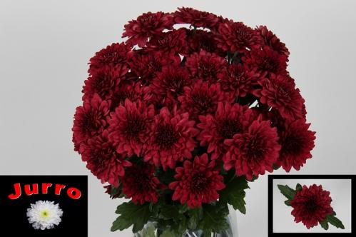 Chrysanthemum (Indicum Grp) tros Lamira Red